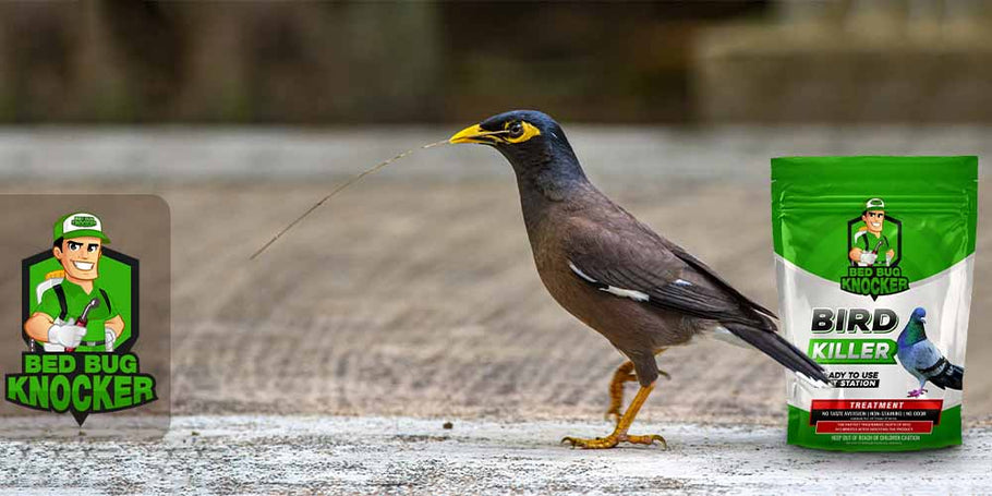 ¿Dónde encontrar el mejor repelente de pájaros?