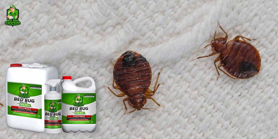 ¿Cuáles son las ventajas imprescindibles del anti-chinches Bed Bug Knocker?