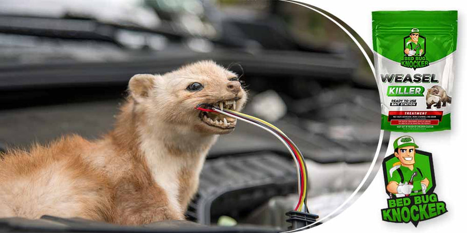 Las comadrejas a menudo cortan los cables eléctricos del coche. ¿Cómo prevenir eficazmente este problema?