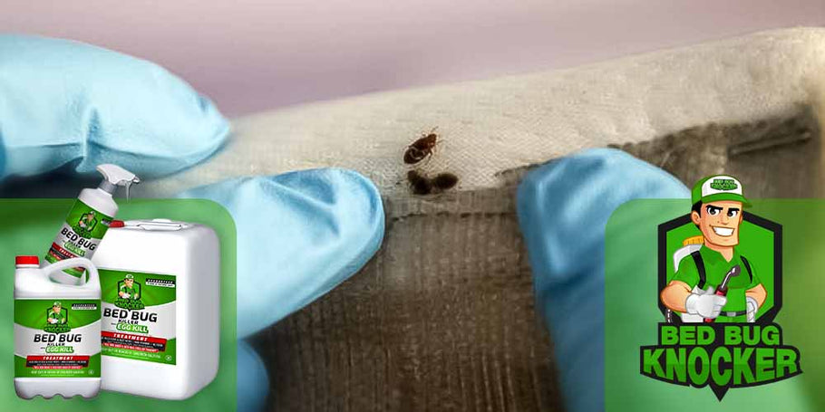 ¿Cómo utilizar el repelente de chinches Bed Bug Knocker?