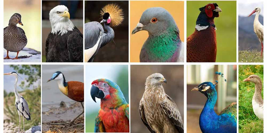 ¿Cómo deshacerse de las palomas y otras especies de aves?